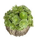 Easy Care Aeonium Plant Live 4” Pot, Rare Succulents Plants Live, Well Rooted, Easy Care House Plants (Green with White)