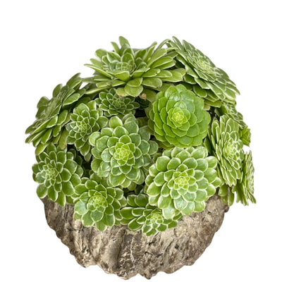 Easy Care Aeonium Plant Live 4” Pot, Rare Succulents Plants Live, Well Rooted, Easy Care House Plants (Green with White)