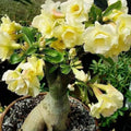 2 Mix Desert Rose Live Plant, Succulent Cactus Plant, Adenium Desert Rose Plant Live, Colorful Bonsai Tree, 4 to 8 Inches Tall