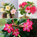 Pack 3 Mix Desert Rose Plants, 4-7" Tall Adenium Desert Rose Flowers Plant, Vibrant Bloom, No Pot, Perennial and Hardy Succulent Plant