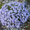 Blue Lavender Creeping Phlox Plants, Starter Phlox Live Plant, Well Rooted, Creeping Perennial Ground Cover, 2 to 4 Inc Tall