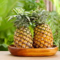 Set of 2 Pineapple Live Plant, Pineapple Gold Fruit Tree Plant, Sweet Fruit, 4-7 Inches Tall for Growing