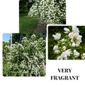 Mock Orange Bush, Philadelphus Shrub Live Plant, Sweet Fragrant Mock Orange Plants Tree Live in Pot, 5-8 Inc Tall