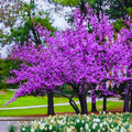 Potted Purple Pink Eastern Redbud Tree Live Plant Seedling, 7-13" in Tall, 1 Year Old Seedling Red Bud for Year Round Planting, Cold Hardy, No Leaf