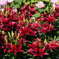 2 Red Lily Bulbs, Giant Lily Flower Bulbs for Planting, Lily Flowering Bulbs, Lily Spring Bulbs, Outdoor Indoor Flower Bulbs to Plant