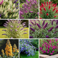 Random Butterfly Bush Live Shrub Plant Shrub, Buddleia Bush Well Rooted, 5 to 10 Inc Tall