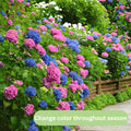 Blue to Pink Hydrangea Bush Plant Tree Live Shrub in Pot, Starter Plant 4 to 9 Inches, Hydrangea Tree, Dormant, Change Color Blooms
