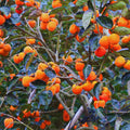 2 American Persimmon Tree Live Plant Bare Roots, 1 Feet to 1.5 Feet Long, Sweet Cold Hardy Fruit Plant Seedlings, Persimmon Bare Roots