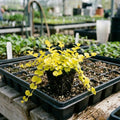Golden Creeping Jenny Plant Live, Golden Creeping Jenny Seedling in Plug, 1-3 Inc Tall, Bright Yellow Foliage, Hardy Perennial Plant for Ground Cover, Hanging Basket