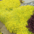 Gold Sedum Plant Live, Stonecrop Succulent Live Plant 2.5 Inch Container, Moss Sedum Ground Cover
