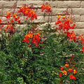 Red Pride of Barbados Tree Live Plant, 1 Year Old Mexican Bird of Paradise Plant Live 6-10" in Tall in Pot, Dwarf Poinciana Tree, Dormant in Winter