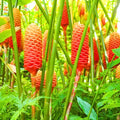 Set of 5 Shampoo Ginger Roots, Zingiber Zerumbet Red Pinecone Ginger Rhizomes, Cold Hardy Outdoor Plant for Garden Landscaping