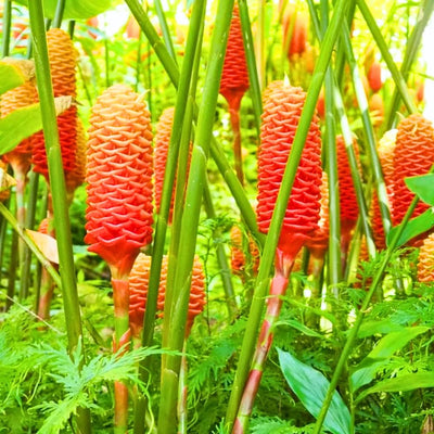 Set of 5 Shampoo Ginger Roots, Zingiber Zerumbet Red Pinecone Ginger Rhizomes, Cold Hardy Outdoor Plant for Garden Landscaping