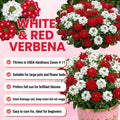 2 Mix Verbena Plants Live, Verbena Flower Plants, Mixed Color Perennial Ground Cover, Vibrant Blooms for Garden Beds, Outdoor Planting, 4-8 Inches Tall