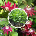 2 Abundant Bloom Red Passion Flower Plants Live, Red Passiflora Live Plant for Trailing, Climbing Trellis Outdoor, 5-9" in Tall, Perennial, Fragrant