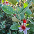 Pineapple Guava Live Plant, Sweet Tropical Fruit Plant 4–6 Inches Tall, Well Rooted, Ready to Grow