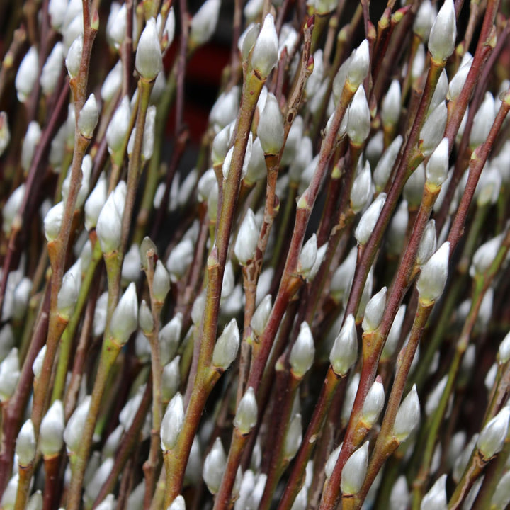 Pussy Willow Live Plant, Pussy Willow Tree, 2,5'' Pot, 4-8 Inches Tall, Ornamental Shrub for Garden Beds, Landscapes and Container Growing