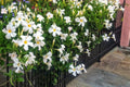 Set 2 of White Mandevilla Plant for Garden, 4 Inc to 7 Inc Tall, Mandevilla Vine Plant Live