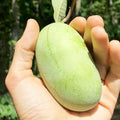 2 Bare Roots Common Pawpaw Tree Live Plants, 6 to 10 Inches Long, Paw Paw Plants Live
