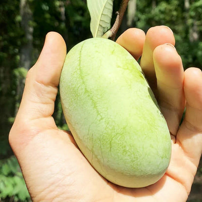 2 Bare Roots Common Pawpaw Tree Live Plants, 6 to 10 Inches Long, Paw Paw Plants Live