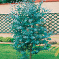 Baby Blue Eucalyptus Tree Live, Eucalyptus Plant Live in 2.5" Pot, Starter Plants, Cold Hardy, Dormant in Winter