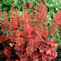 Red-Orange Coral Bells Heuchera Live Plant in 2.5 Inch Pot, Perennial and Shade Heucherella Bushes Shrubs Plant