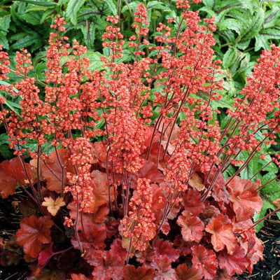Red-Orange Coral Bells Heuchera Live Plant in 2.5 Inch Pot, Perennial and Shade Heucherella Bushes Shrubs Plant