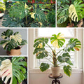 Monstera Plant Live, Monstera Fully Rooted 4-7'' Tall, No Pot, Easy-Care, Fast-Growing Indoor Houseplant (Constellation Monstera)