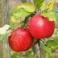 Apple Tree Live Plant, 2 to 3 Feet Tall, Apple Tree Plant for Planting, Apple Fruit Trees Indoor Outdoor