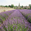 French Lavender Herb Live Plant, Fragrant Purple Lavender in Quart Pot for Patio, Balcony, Indoor or Outdoor Planting