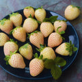 Set 10 Strawberry Bare Roots, Strawberry Plant Live, 5 to 7 Inc Tall, Fruit Garden (White)