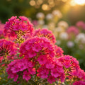 Hot Pink Phlox Plant 3-5 Inches Tall, Phlox Live Plant, Hardy Perennial with Colorful Blooms for Garden and Patio