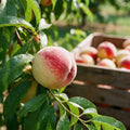 Peach Live Plant, Grafted Peach Plant 1 Feet Tall, Fruit Tree Well-Rooted for Planting (White)