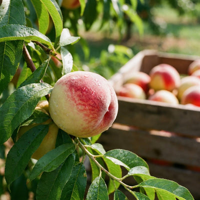 Peach Live Plant, Grafted Peach Plant 1 Feet Tall, Fruit Tree Well-Rooted for Planting (White)