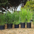 5 Lemongrass Plants Well Rooted, Lemon Grass Herb Stalks 5-8" Tall, Perennial Lemongrass for Growing Outdoor