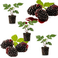 Combo 3 Sweet Boysenberry Plants Live for Planting, Fruit Bearing Vine for Home Growing, 4–6" Tall Starter Plants for Outdoor Gardens