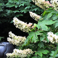 Change Color Hydrangea Live Plant in 2.5 Inch Pot, Hydrangea Trees Shrub Bush Perennial Outdoor Planting (Oakleaf White to Pink Red)