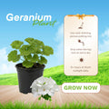 White Geranium Plants Live, Hardy Annual Geranium Live Plant from 3 Inc, Flowers Planting for Outdoor, Indoor Garden