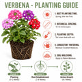 2 Assorted Verbena Plants Live in 4 Inch Pot, Outdoor Flower Plant for Patio Pots, Garden Beds, Borders, 3-6 Inches