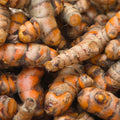 Yellow Turmeric Plant for Planting, 5-9" Fresh Turmeric Live Plant, Curcuma Longa Ginger Root Plants for Srping Planting