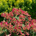 Hydrangea Plant Live for Planting, 7-12" Tall, Hydrangea Tree Live Plant in Pot, Hydrangea Flowers (Pink White Hydrangea)