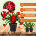Red Easter Cactus Plant Live, 4 Inc Pot, House Plant Live, Holiday Cactus Plants Indoor Outdoor Gardening