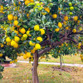 3 Meyer Lemon Trees Live Plants in 4'' Pot, Fragrant Citrus Tree, Hardy and High-Yielding Meyer Lemon Plant for Indoor Outdoor Growing, Ready to Grow, 2-3 Inch Tall