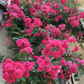 Fragrant Rose Plant Live Bush Shrub or Climbing, Old-Fashioned Roses Summer Rebloomer in 2.5 Inch Pot, Lanscape Rose Plant (Assorted) (Pink Shrub)