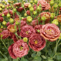 Lisianthus Live Plant, 3-5 Inches Tall, Eustoma Lisianthus Flowers Plant, Flowering Seedlings for Garden and Patio, No Pot