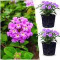 2 Purple Lantana Plants Live Trees, Ready to Bloom, Hardy Long Blooming Seasons, Vibrant Colorful Perennial Fragrant, 5-10" in Tall, Full Sun Growing