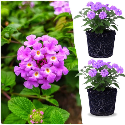2 Purple Lantana Plants Live Trees, Ready to Bloom, Hardy Long Blooming Seasons, Vibrant Colorful Perennial Fragrant, 5-10" in Tall, Full Sun Growing