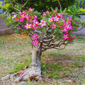 Desert Rose Plant Live, Pink Adenium Desert Rose Plant, 5 to 7 Inches Long, Cactus Succulent Plant Perennial Flowering