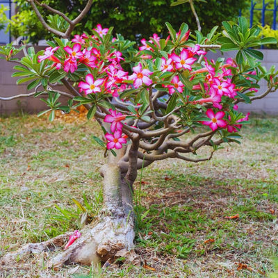 Desert Rose Plant Live, Pink Adenium Desert Rose Plant, 5 to 7 Inches Long, Cactus Succulent Plant Perennial Flowering