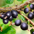 Black Velvet Gooseberry Bush Live Plant Well Rooted, 5-9 Inc Height, Gooseberry Plant Live for Planting